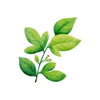 Sassafras | Deciduous Plants Names