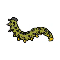 Sawfly | Nocturnal Insects Names