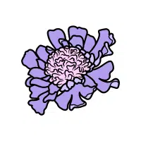 Scabiosa | Biennial Flowers Names