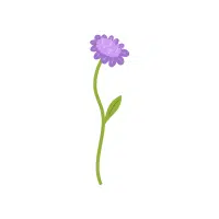 Scabiosa | Annual Flowers Names