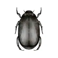 Scarab Beetle | Nocturnal Insects Names