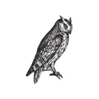 Scops | Nocturnal Birds Names
