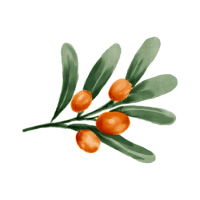 Sea Buckthorn | Berry Fruits Names