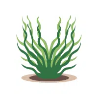 Seagrass | Aquatic Plants Names