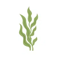 Seaweed | Aquatic Plants Names