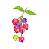 Serviceberry | Berry Fruits Names