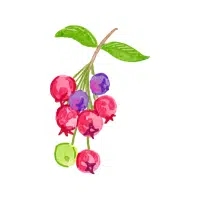 Serviceberry | Berry Fruits Names
