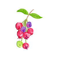 Serviceberry | Deciduous Plants Names