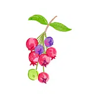 Serviceberry | Deciduous Plants Names