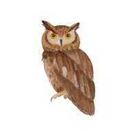 Shadowowl | Nocturnal Birds Names