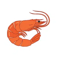 Shrimp | Salty Water Animals Names