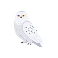 Silentowl | Nocturnal Birds Names