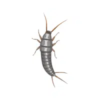 Silverfish | Nocturnal Insects Names