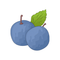 Sloe | Stone Fruits Names