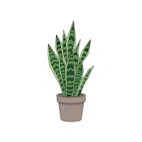 Snake Plant | Ornamental Plants Names