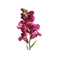 Snapdragon | Biennial Flowers Names