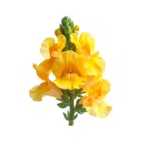 Snapdragon | Annual Flowers Names