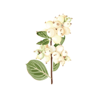 Snowberry | Deciduous Plants Names