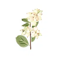 Snowberry | Berry Fruits Names
