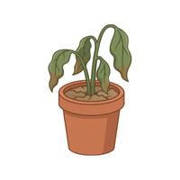 Sourwood | Deciduous Plants Names