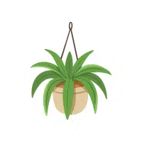Spider Plant | Ornamental Plants Names