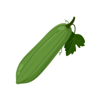 Sponge gourd | Vine Fruits Names