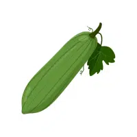 Sponge gourd | Vine Fruits Names