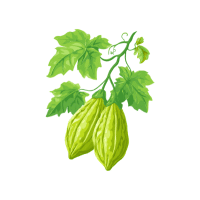 Squash | Vine Fruits Names
