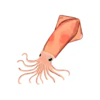 Squid | Salty Water Animals Names