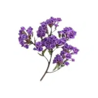 Statice | Annual Flowers Names