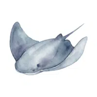 Stingray | Salty Water Animals Names