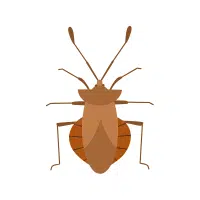 Stink Bug | Nocturnal Insects Names
