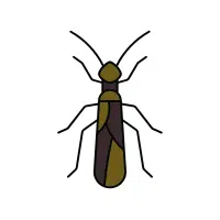 Stonefly | Nocturnal Insects Names