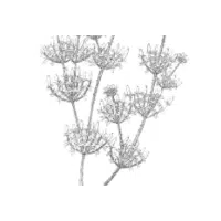 Stonewort | Aquatic Plants Names