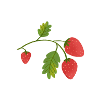 Strawberry | Vine Fruits Names