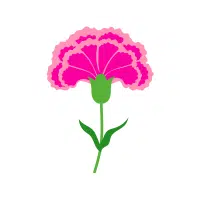 Strawflower | Annual Flowers Names