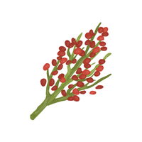 Sumac | Deciduous Plants Names