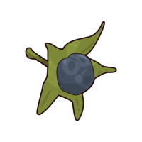 Sunberry | Berry Fruits Names