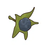 Sunberry | Berry Fruits Names