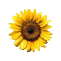 Sunflower | Annual Flowers Names