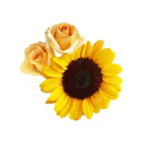 Sunrose | Annual Flowers Names