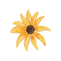Susan | Biennial Flowers Names
