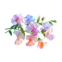 Sweet Pea | Annual Flowers Names