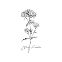Sweet William | Biennial Flowers Names