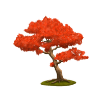 Sweetgum | Deciduous Plants Names