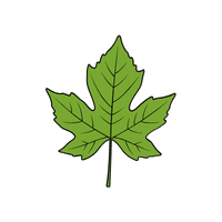 Sycamore | Deciduous Plants Names