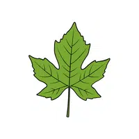 Sycamore | Deciduous Plants Names