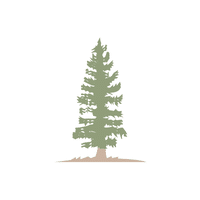Tamarack | Deciduous Plants Names
