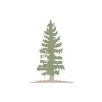 Tamarack | Deciduous Plants Names