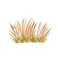 Tape Grass | Aquatic Plants Names